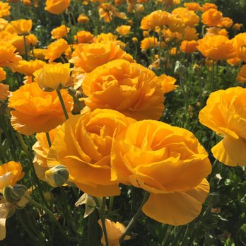 The Flower Fields - Venues & Event Spaces Near Me - Carlsbad, California The Flower Fields - Venues & Event Spaces Near Me - Carlsbad, California