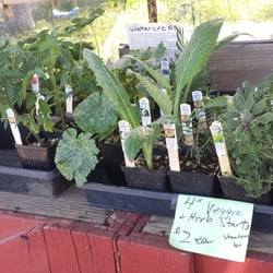 Killer Tomato Organic Farmstand - Good prices on beautiful organic seedlings