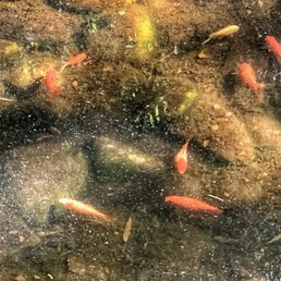 Fish in Japanese garden