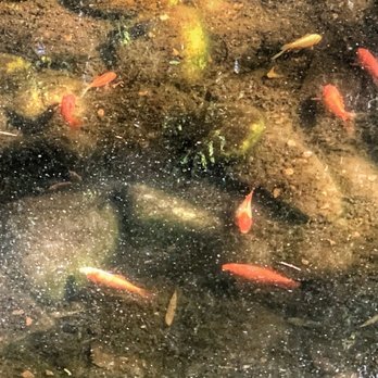 Red Wing Park - Fish in Japanese garden - Dog Parks Near Me - Virginia Beach, Virginia
