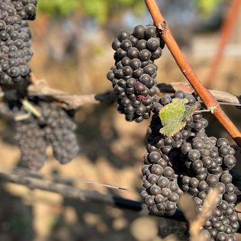 Black Dog Vineyard - bunches of grapes on a vine - Wine Tasting Room Near Me - Carlton, Oregon Black Dog Vineyard - bunches of grapes on a vine - Wine Tasting Room Near Me - Carlton, Oregon