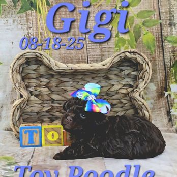 ToyBox Puppies - Gigi  a female Toy Poodle. She is ready for deposit to reserve. Call or text 573-539-5969 for details - Pet Breeders Near Me - Barnett, Missouri