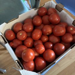 Justy's Produce and Flowers - Just an example of the quality of the tomato's