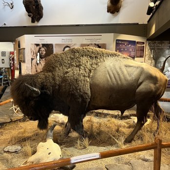 CSKT Bison Range - Kids Activities Near Me - Charlo, Montana