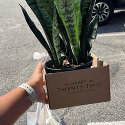 Nine Twenty-Two - My new houseplant + goodies