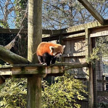 Capron Park Zoo - Red Panda Encounter at Capron Park Zoo. - Zoos Near Me - Attleboro, Massachusetts Capron Park Zoo - Red Panda Encounter at Capron Park Zoo. - Zoos Near Me - Attleboro, Massachusetts