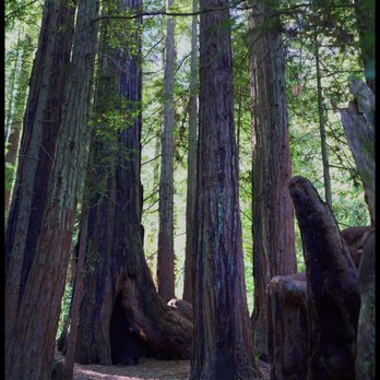LandPaths Grove of Old Trees - Parks Near Me - Occidental, California LandPaths Grove of Old Trees - Parks Near Me - Occidental, California