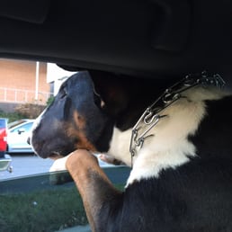 Clyde leaving the vet.