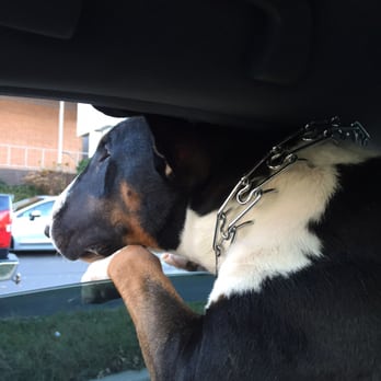 Kentmere Veterinary Hospital - Clyde leaving the vet. - Veterinarians Near Me - Wilmington, Delaware