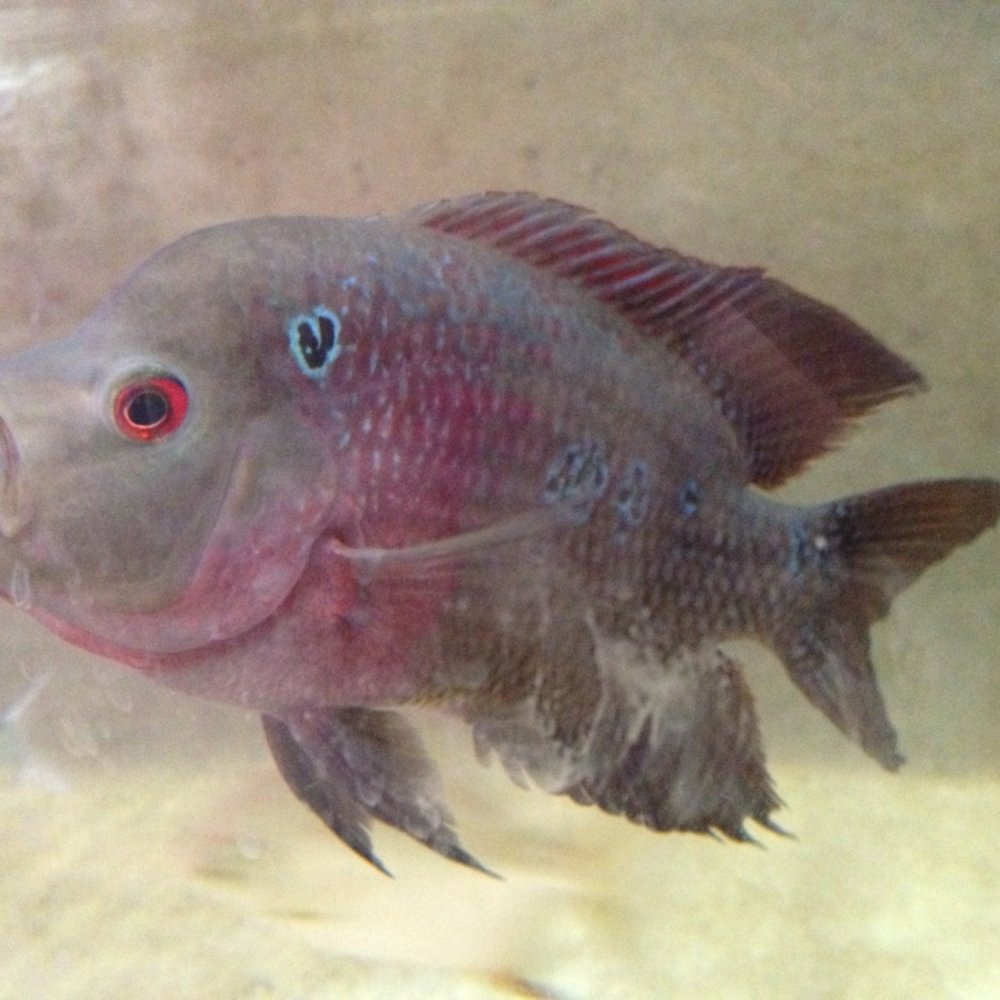 The Fish Gallery - Pet Stores Near Me - Houston, Texas