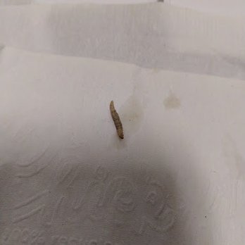 Joy Yuan Noodle - A maggot! - Noodles Near Me - Naperville, Illinois Joy Yuan Noodle - A maggot! - Noodles Near Me - Naperville, Illinois