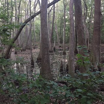 Natchez Trace Parkway - Cypress Waters - Hiking Near Me - Ridgeland, Mississippi Natchez Trace Parkway - Cypress Waters - Hiking Near Me - Ridgeland, Mississippi