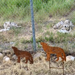 Yellowstone Wildlife Sanctuary - Food time!