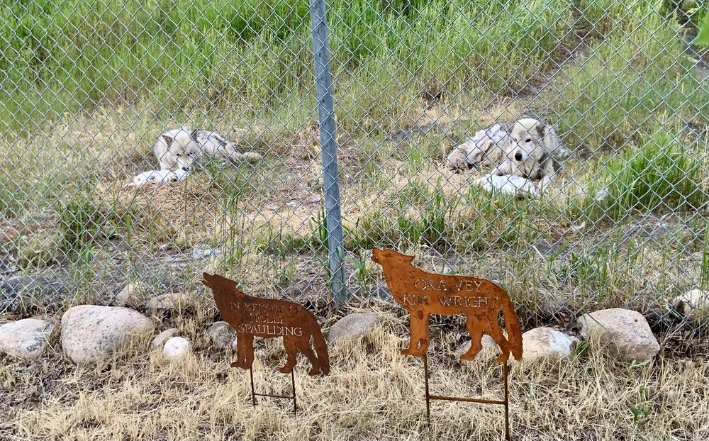 Yellowstone Wildlife Sanctuary Logo