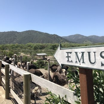 Ostrichland USA - They have Australian Emus too - Attraction Farms Near Me - Solvang, California