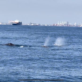 Harbor Breeze - 3 gray whales. Mama, dada and kiddo - Boat Charters Near Me - Long Beach, California Harbor Breeze - 3 gray whales. Mama, dada and kiddo - Boat Charters Near Me - Long Beach, California