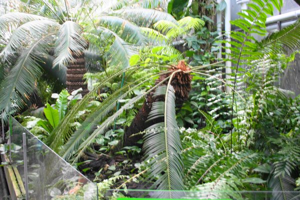 Palmiarnia Poznańska by null