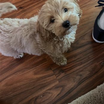 Oh So Cute! Dog Grooming - Pet Groomers Near Me - Moreno Valley, California Oh So Cute! Dog Grooming - Pet Groomers Near Me - Moreno Valley, California