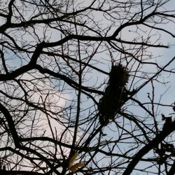 Lion's Park - Bird nest