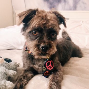 tanis mobile dog wash