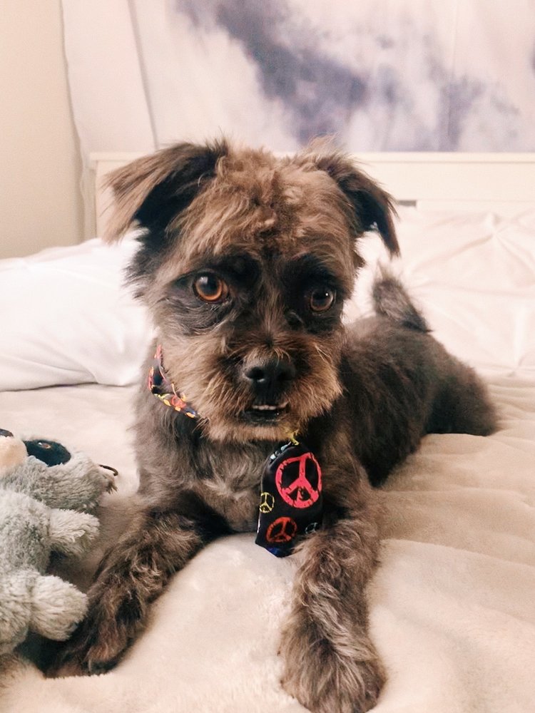 Soggy Dog Pet Grooming - Updated COVID-19 Hours &amp; Services - 610 Photos &amp; 414 Reviews - Pet