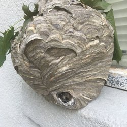Viking Pest Control