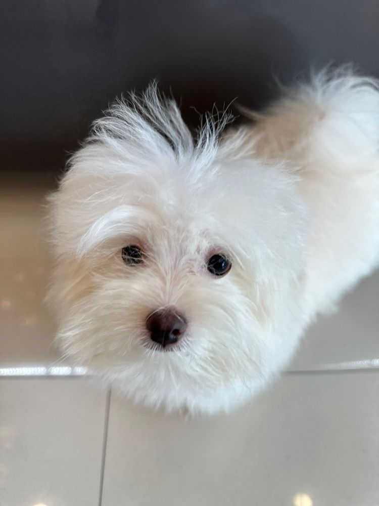 Hairy's Puppies World Image