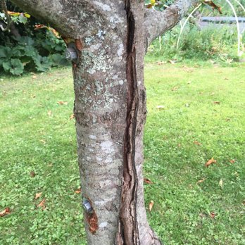Cliff Side Tree - Trunk bolting of radial crack - Tree Services Near Me Cliff Side Tree - Trunk bolting of radial crack - Tree Services Near Me