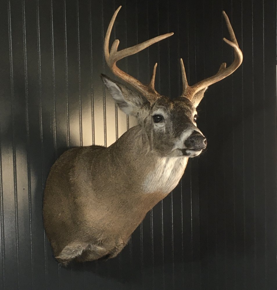 Larkin's Taxidermy - taxidermy in Delton, MI