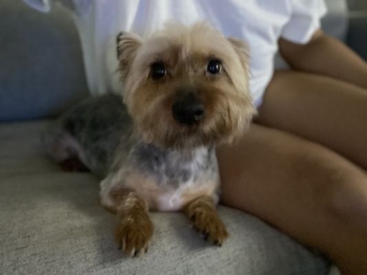 Furside Pet Grooming by null