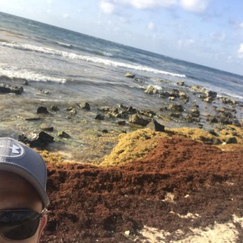 Dreams Tulum Resort & Spa - Seaweed - Resorts Near Me - Tulum, ROO