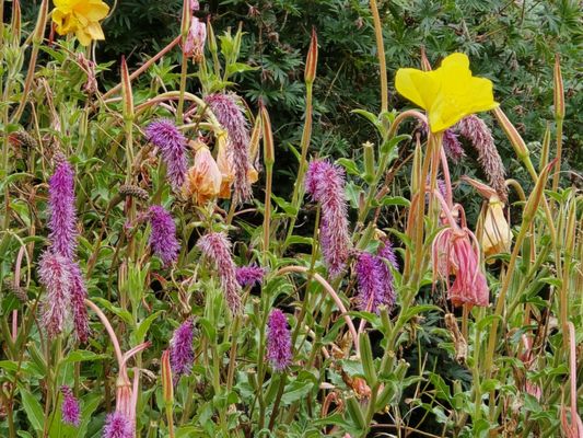 Royal Botanic Garden Edinburgh by null