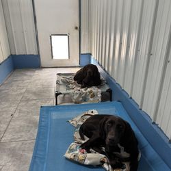 Woof Woof Pet Resort - Bigs and Mini - Enjoying a snooze on their cots.