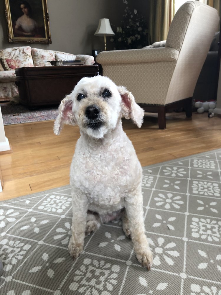 MOBILE PET GROOMING Updated May 2024 186 Photos 365 Harper Ave