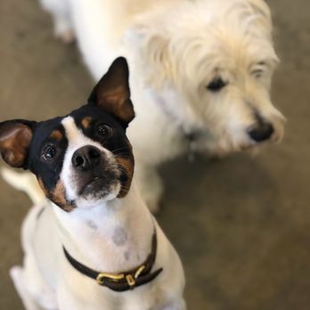 Dogs R Dogs - Oliver & Charlie - Pet Sitting Near Me - Houston, Texas Dogs R Dogs - Oliver & Charlie - Pet Sitting Near Me - Houston, Texas