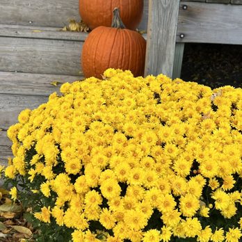 The Cellar Winery - yellow flowers and pumpkins - Wine Tours Near Me - Madrid, Iowa The Cellar Winery - yellow flowers and pumpkins - Wine Tours Near Me - Madrid, Iowa
