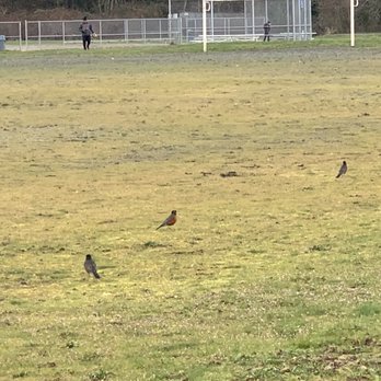 Lakota Park - Red robins on the grassy field. - Parks Near Me - Federal Way, Washington Lakota Park - Red robins on the grassy field. - Parks Near Me - Federal Way, Washington