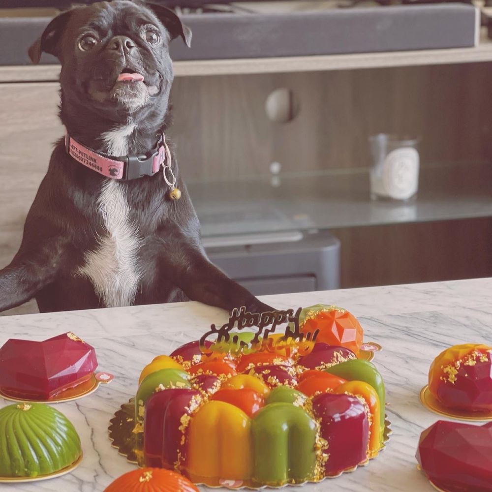 Mishka - Custom birthday cake - Pet Stores Near Me - San Francisco, California