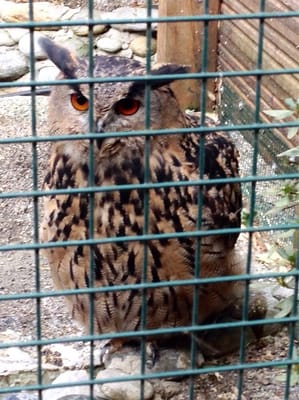 Falconeria Locarno by null