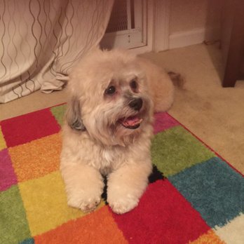 Doggie Spa - Mr. Handsome! - Pet Groomers Near Me - Corona, California Doggie Spa - Mr. Handsome! - Pet Groomers Near Me - Corona, California