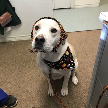 Four Paws @ Four Points - Dozer with his bonnet on! - Veterinarians Near Me - Austin, Texas Four Paws @ Four Points - Dozer with his bonnet on! - Veterinarians Near Me - Austin, Texas