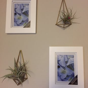 California Cactus Center - Air plants ! - Nurseries & Gardening Near Me - Pasadena, California