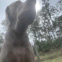 Brooksville Veterinary Clinic - Rattlesnake bite.