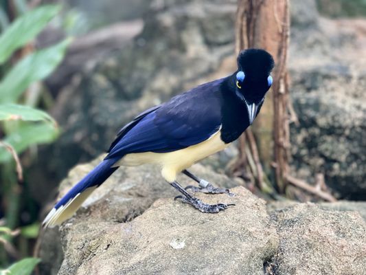 Central Park Zoo by null