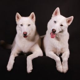 taste of the wild boar