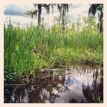 Barataria Preserve - gator friend. - Parks Near Me - Marrero, Louisiana Barataria Preserve - gator friend. - Parks Near Me - Marrero, Louisiana