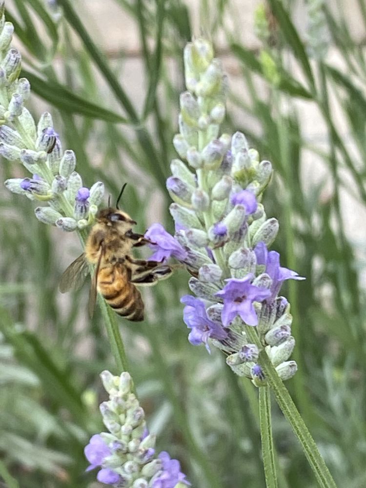 The Pampered Bee Apiary - beekeeping in Charlotte, NC