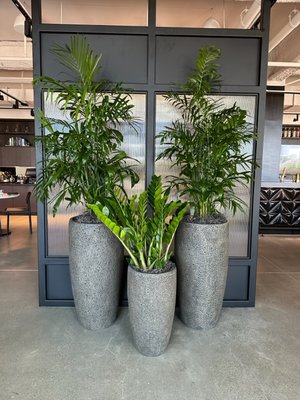 Design, Installation, and Maintenance - Interior Plant Design will introduce nature back into your life by bringing live, interior office plants into your office and interior landscapes. We will work with you to select the appropriate interior plants and containers for your space, and then we will take care of the installation and ongoing maintenance Design, Installation, and Maintenance - Interior Plant Design will introduce nature back into your life by bringing live, interior office plants into your office and interior landscapes. We will work with you to select the appropriate interior plants and containers for your space, and then we will take care of the installation and ongoing maintenance