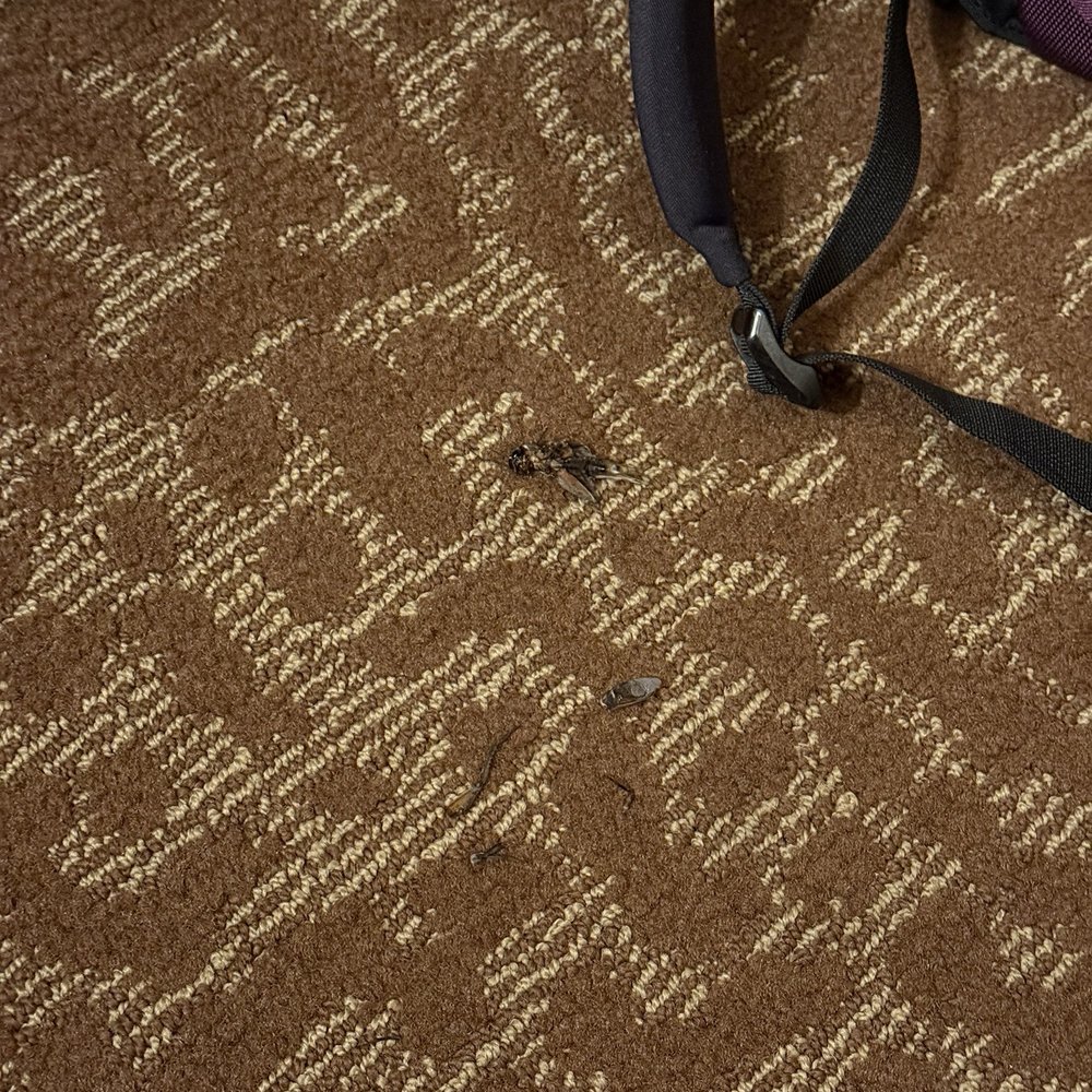 Emily Morgan - A DoubleTree by Hilton - Grasshopper in my room - Hotels Near Me - San Antonio, Texas Emily Morgan - A DoubleTree by Hilton - Grasshopper in my room - Hotels Near Me - San Antonio, Texas