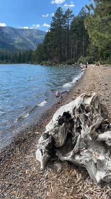 Fallen Leaf Campground by null